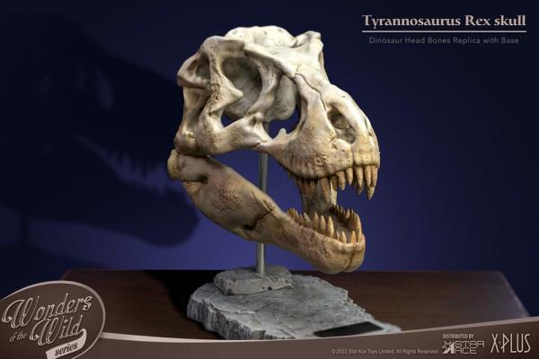 Wonders of the Wild Series: T-Rex Head Skull 30 cm Statue - Star Ace Toys