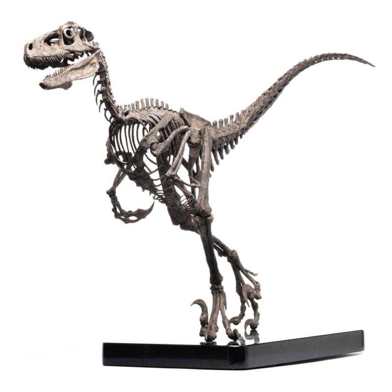 Jurassic Park: Raptor Skeleton Bronze 1/4 Statue - Toynami