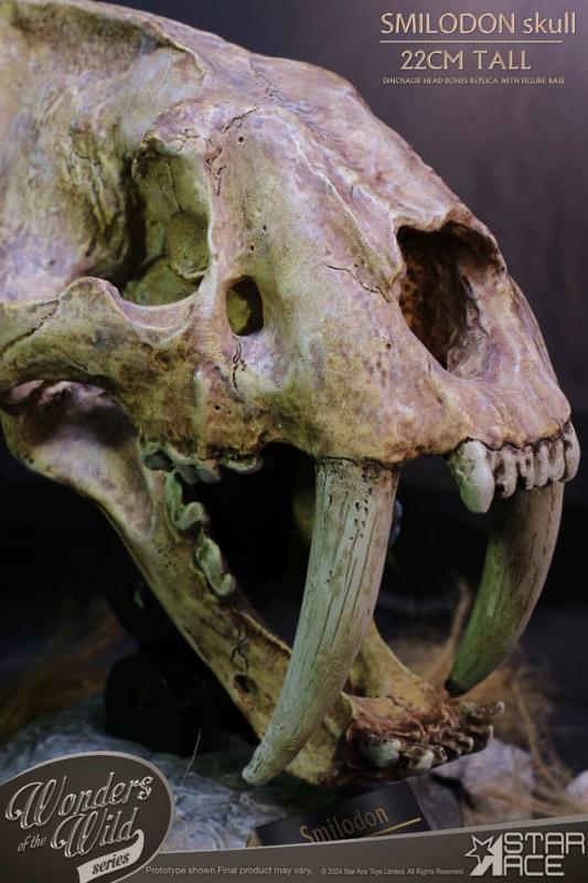 Wonders of the Wild Series Statue Smilodon Skull Fossil 22 cm