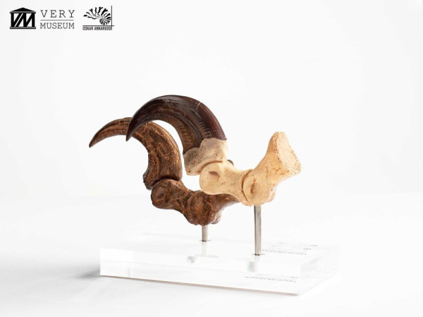 Jurassic Park ECC Elite Creature Line Statue Velociraptor Foot Claw and Fossil Claw Set 20 cm 9