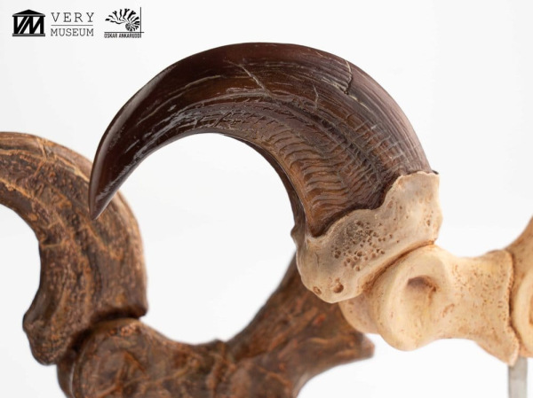 Jurassic Park ECC Elite Creature Line Statue Velociraptor Foot Claw and Fossil Claw Set 20 cm 5