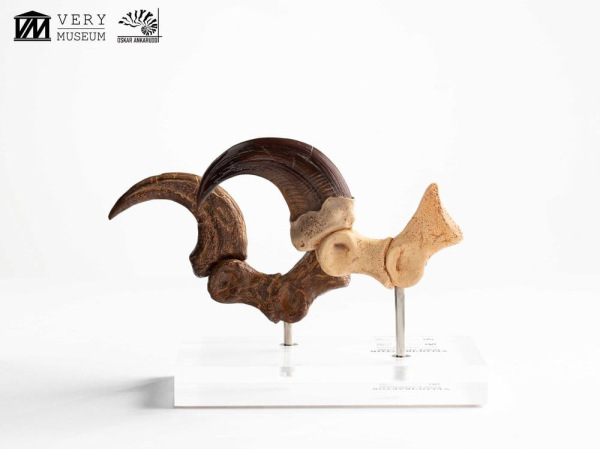 Jurassic Park ECC Elite Creature Line Statue Velociraptor Foot Claw and Fossil Claw Set 20 cm 8