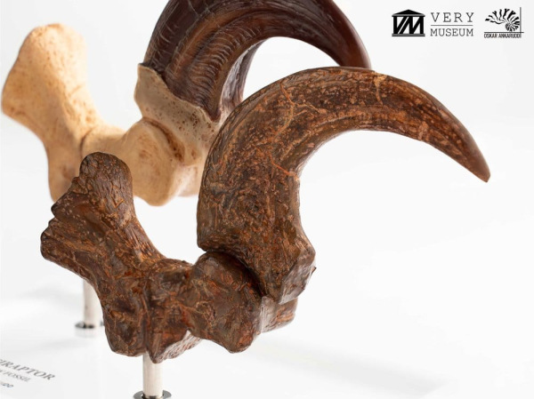 Jurassic Park ECC Elite Creature Line Statue Velociraptor Foot Claw and Fossil Claw Set 20 cm 4