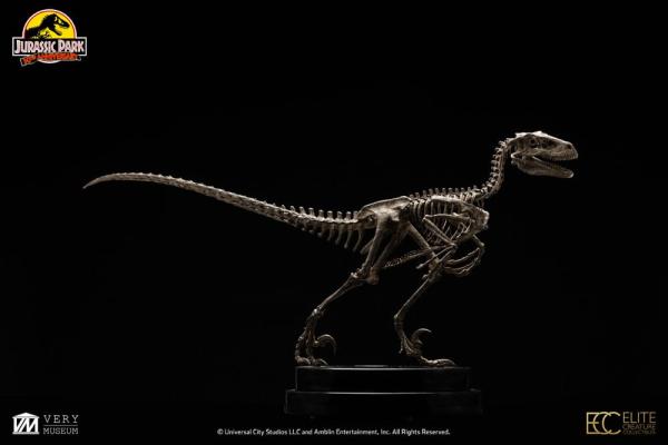 Jurassic Park: Velociraptor Skeleton Bronze 1/8 Statue - Toynami