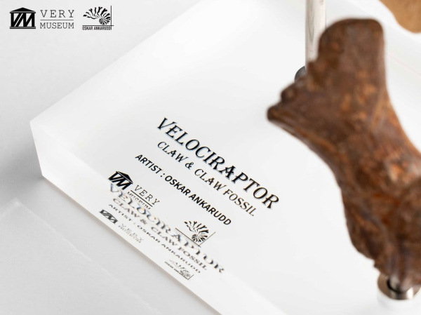 Jurassic Park ECC Elite Creature Line Statue Velociraptor Foot Claw and Fossil Claw Set 20 cm 12