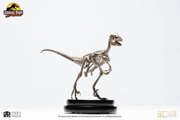 Jurassic Park: Velociraptor Skeleton Bronze 1/8 Statue - Toynami