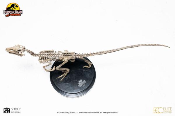 Jurassic Park: Velociraptor Skeleton Bronze 1/8 Statue - Toynami