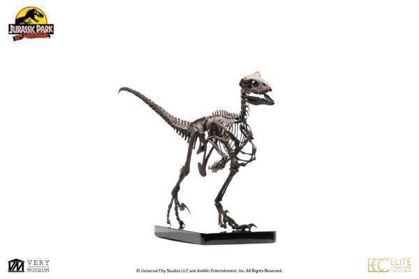 Jurassic Park Statue 1/4 Raptor Skeleton Bronze 46 cm